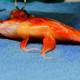 Image for article titled Australian Vet Removed a Brain Tumor From a Goldfish Named George